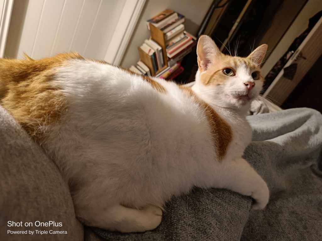 Tabby cat resting on a person's lap