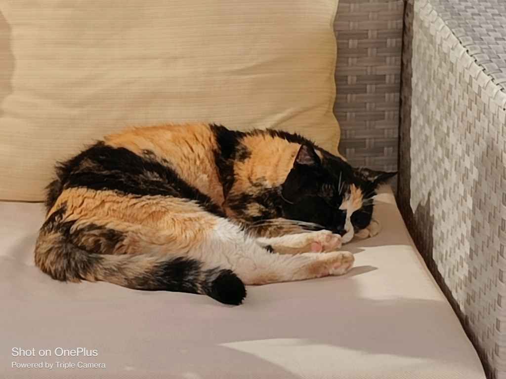 Tabby cat sleeping on a fluffy white blanket near a window