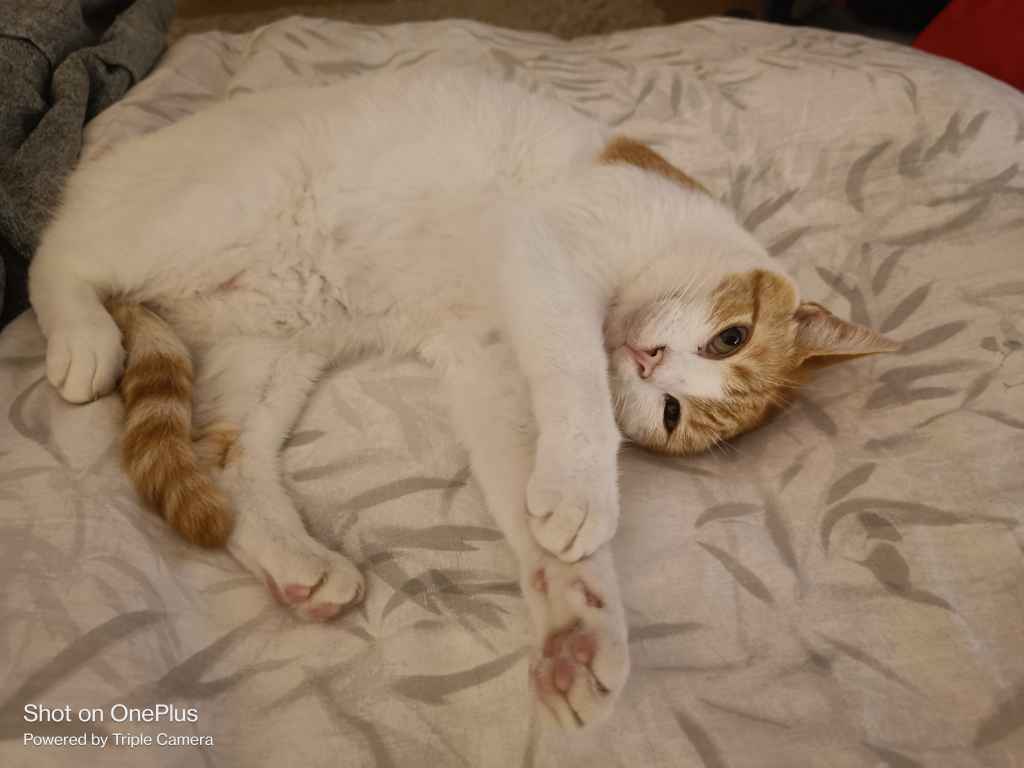 Tabby cat sleeping on a fluffy white blanket near a window