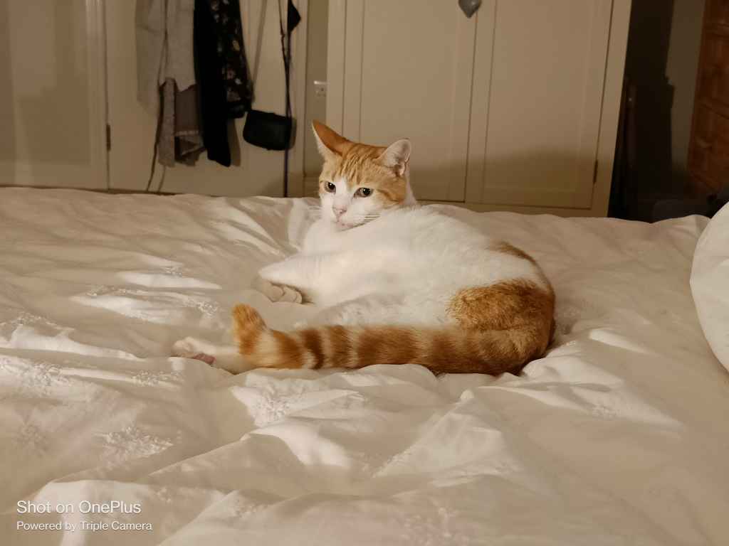 Ginger and white cat lying curled on white bed covers, looking at camera