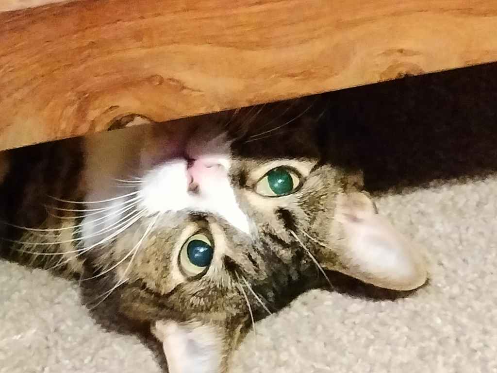 Tabby cat resting under a table