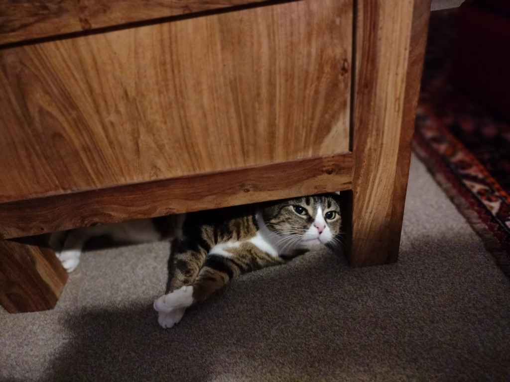 Tabby cat resting under a table