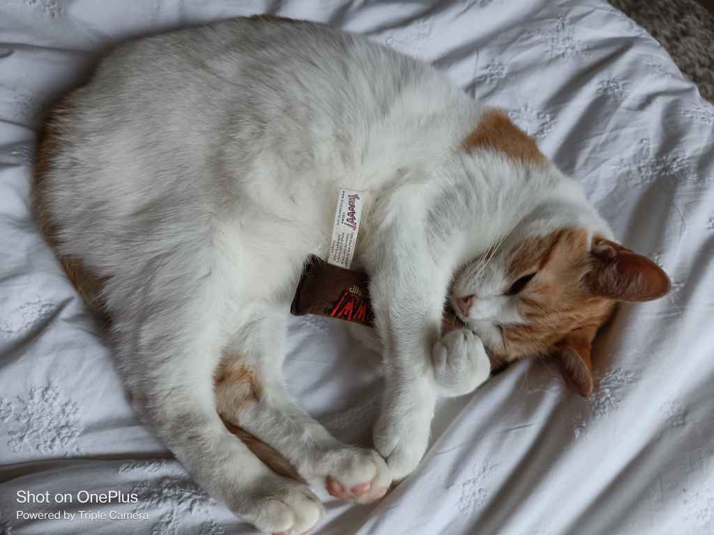 Ginger and white cat resting on a rumpled white bed