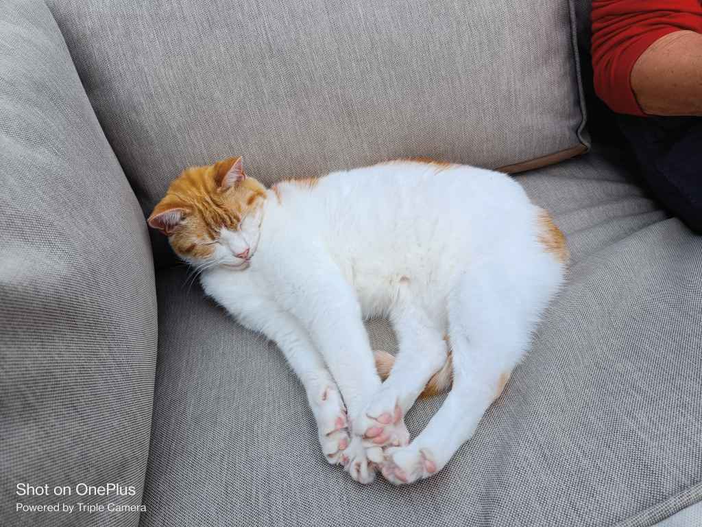 Two cats curled up sleeping on a white bed