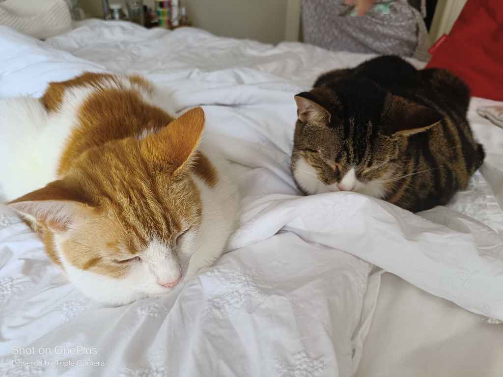 Two cats curled up sleeping on a white bed