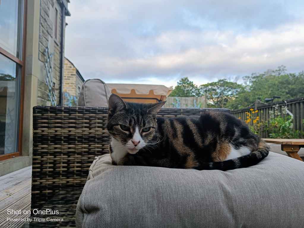 Tabby and white cat lying on grey cushion of outdoor rattan furniture