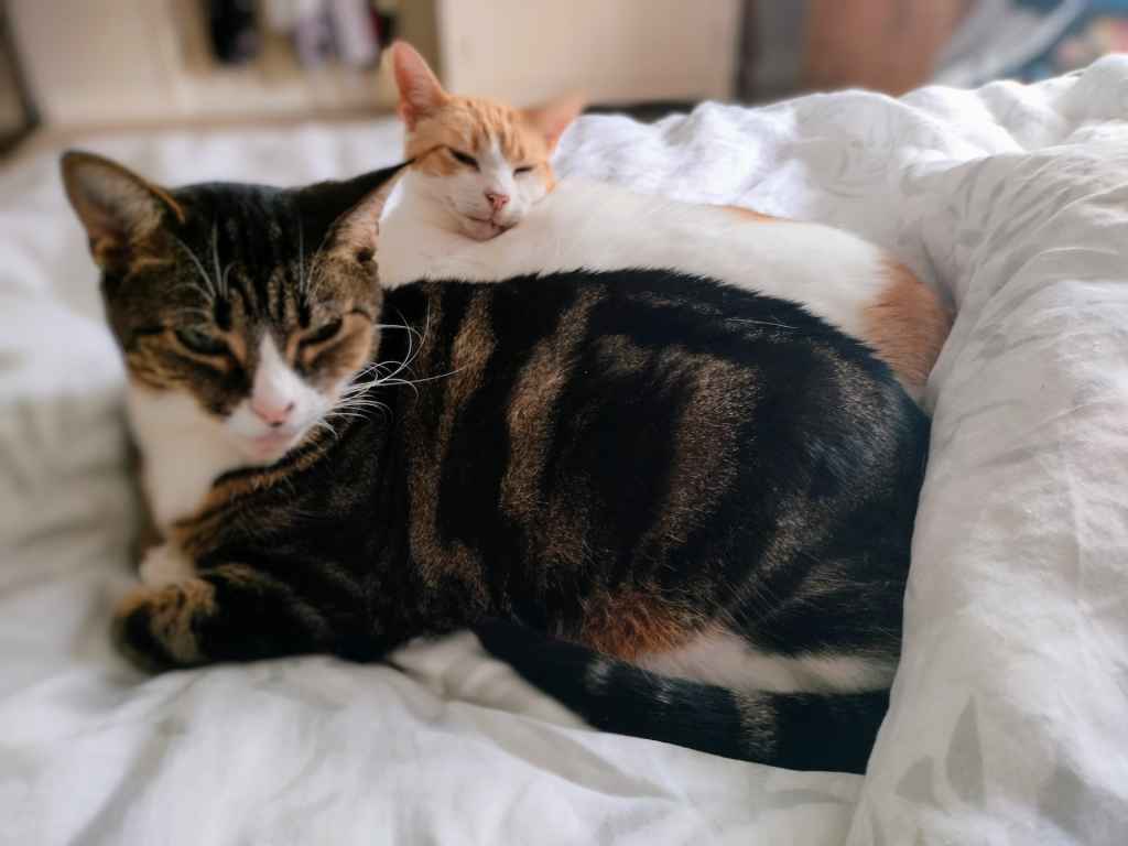 Two cats sleeping cuddled together on a white blanket
