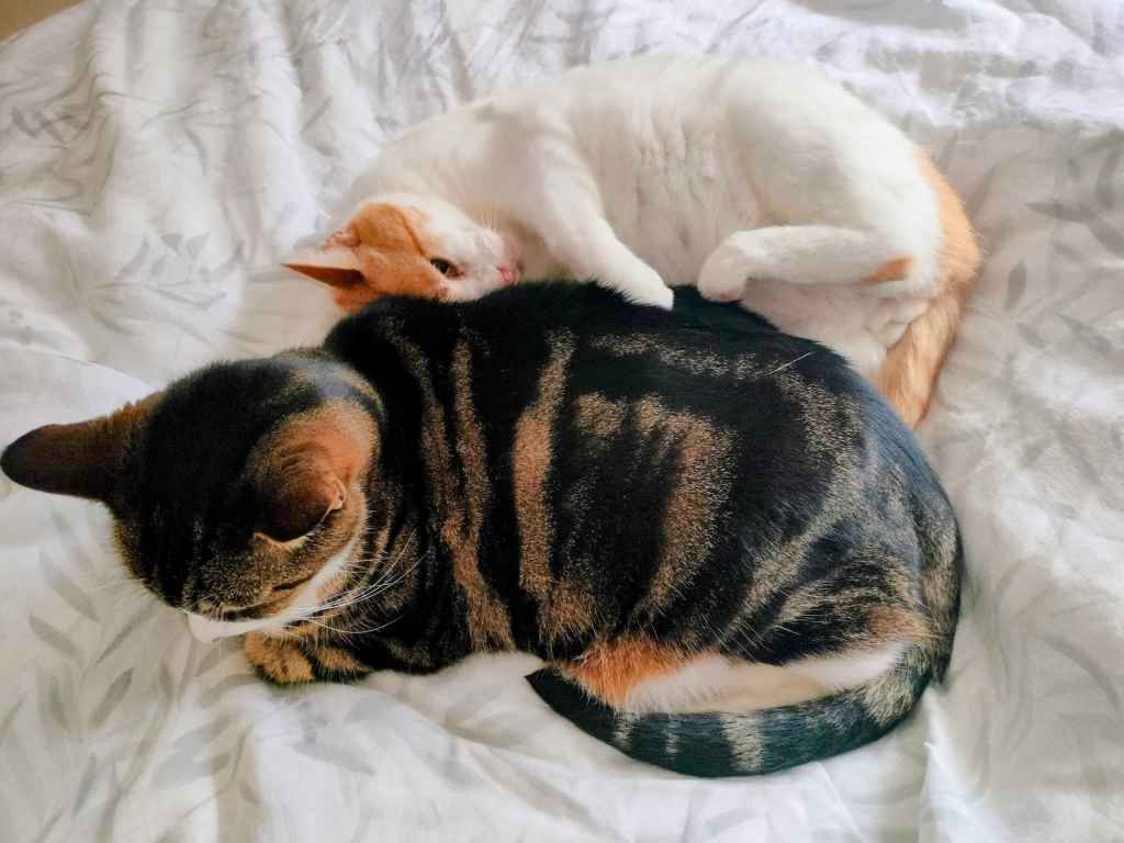 Two cats sleeping together on a white patterned blanket