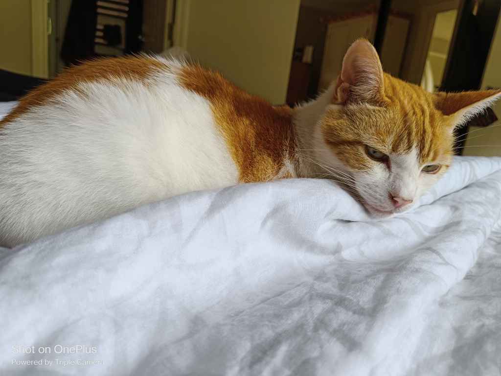 Ginger and white cat resting on white fabric