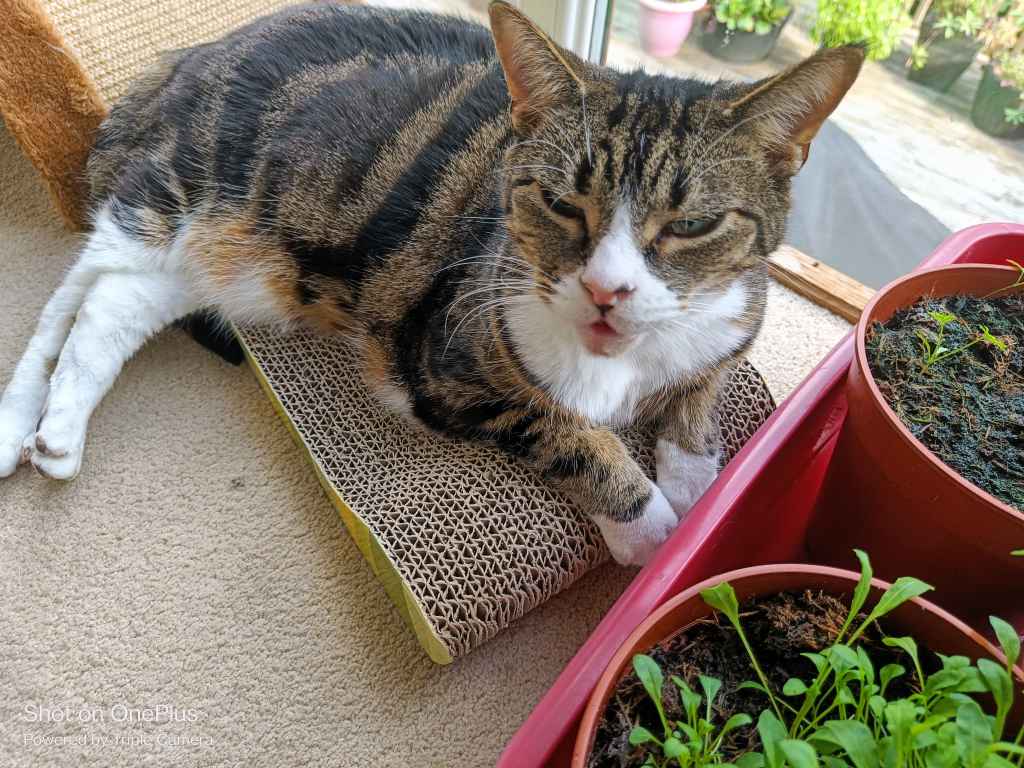 Tabby cat resting on a scratching pad near potted plants
