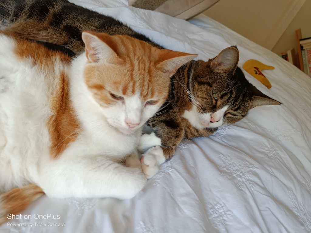 Two cats sleeping together on a white bed