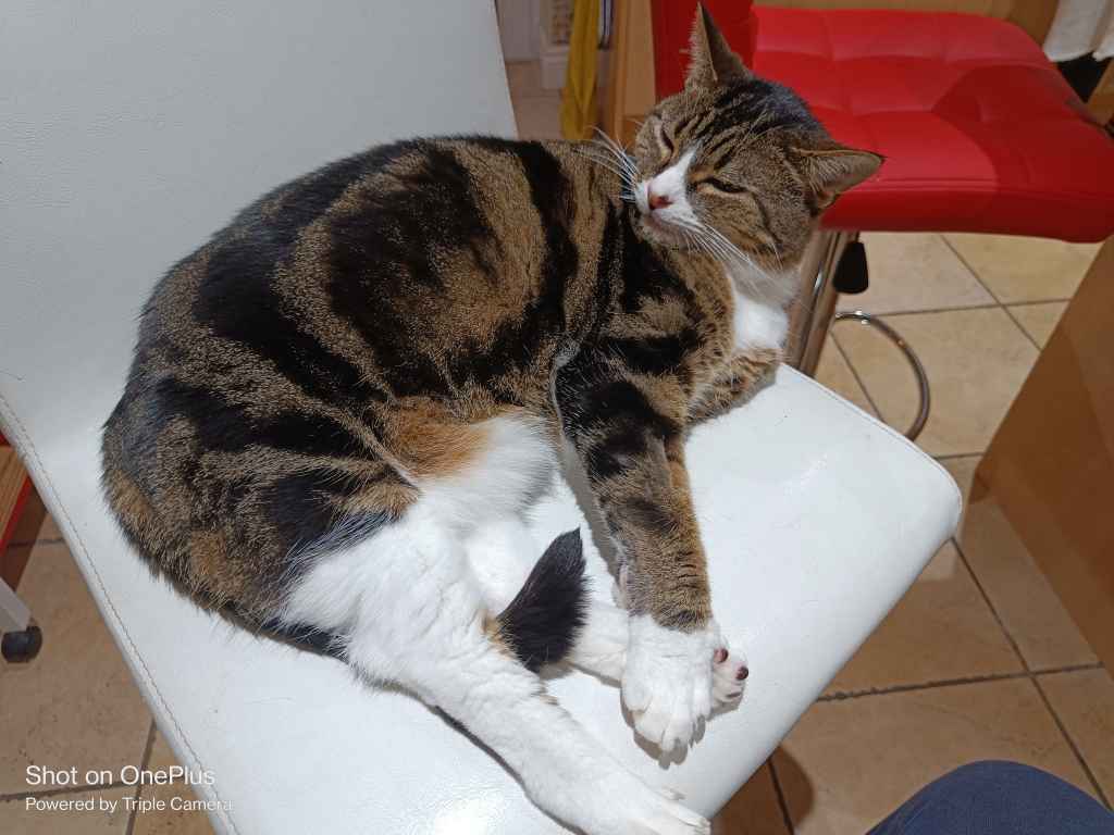 Tabby cat sleeping on a white chair with red chair in background