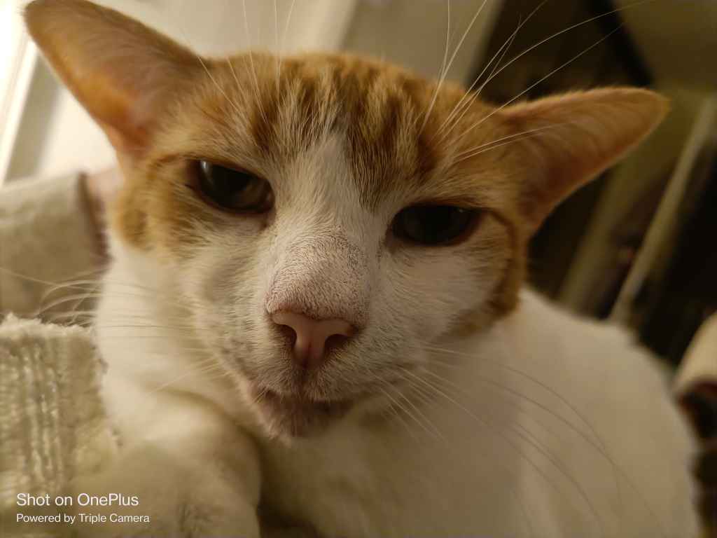 Close-up of an ginger and white cat's face with pink nose