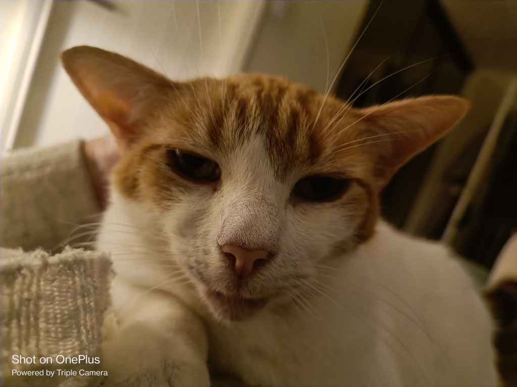 Close-up of an ginger and white cat's face with whiskers