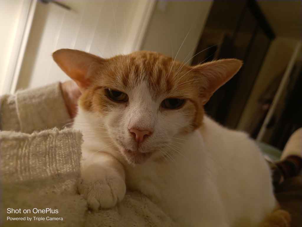 Ginger and white cat resting on a textured blanket
