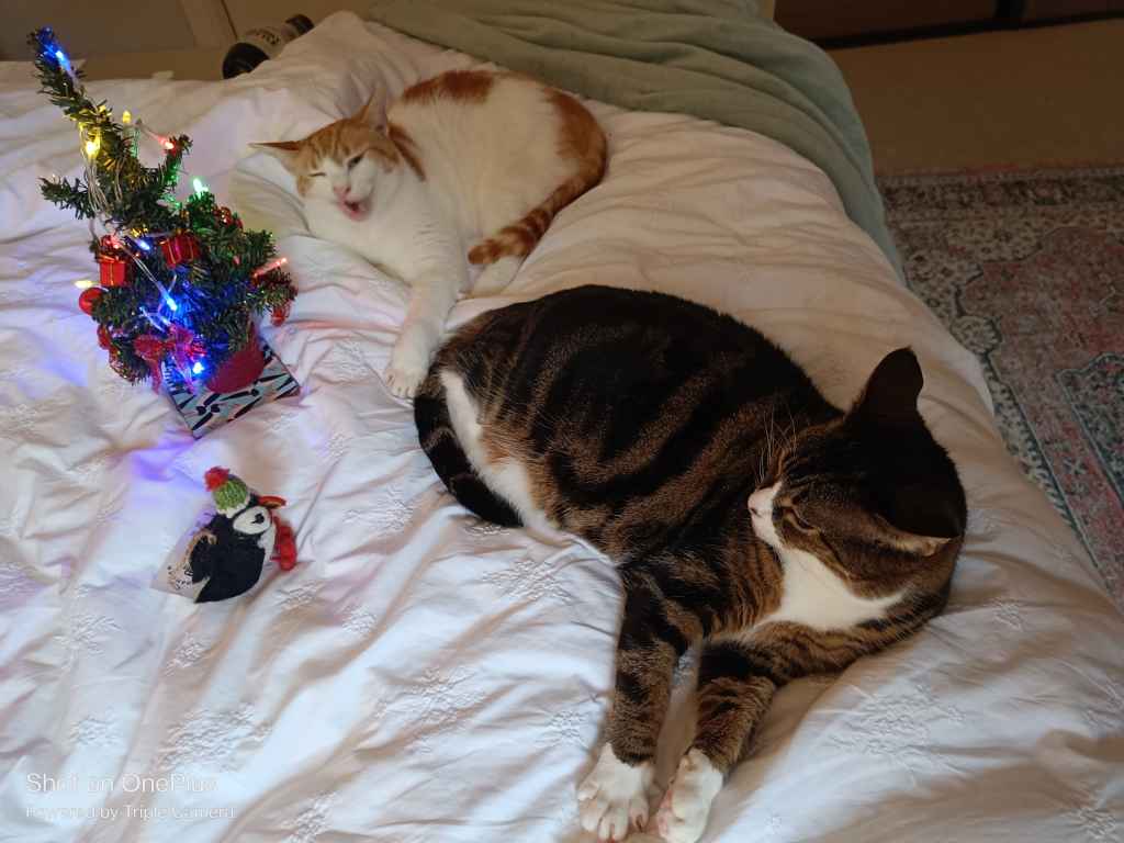 Cat resting by a decorated Christmas tree near a window