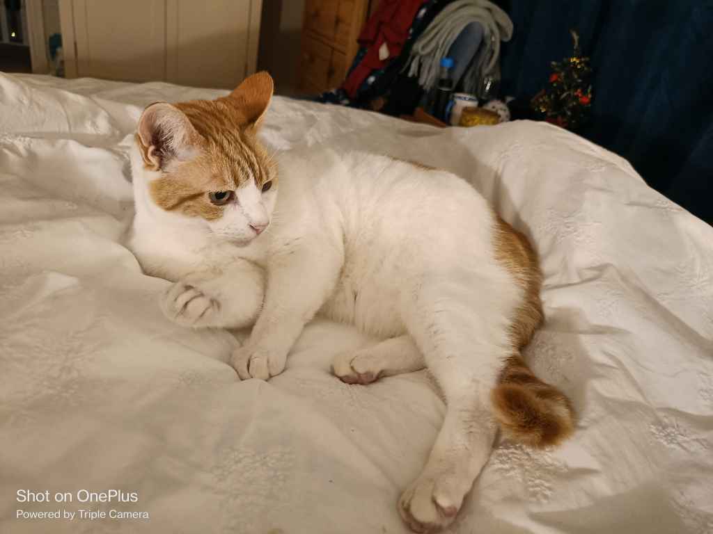 Cat resting by a decorated Christmas tree near a window