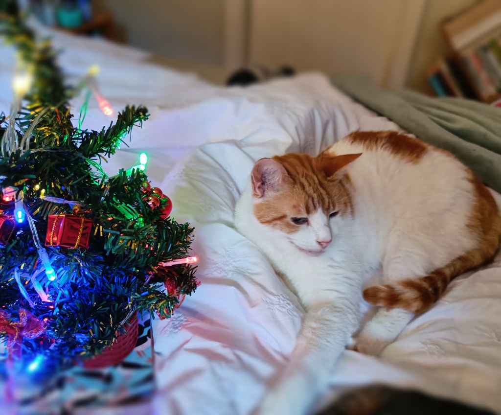 Cat resting by a decorated Christmas tree near a window
