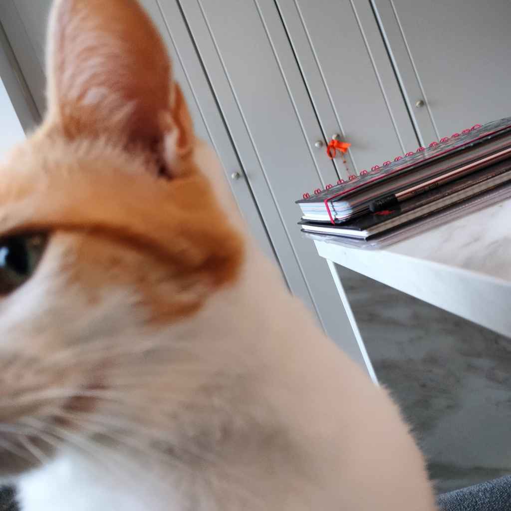 Ginger and white cat resting near ginger snap cookies and a laptop
