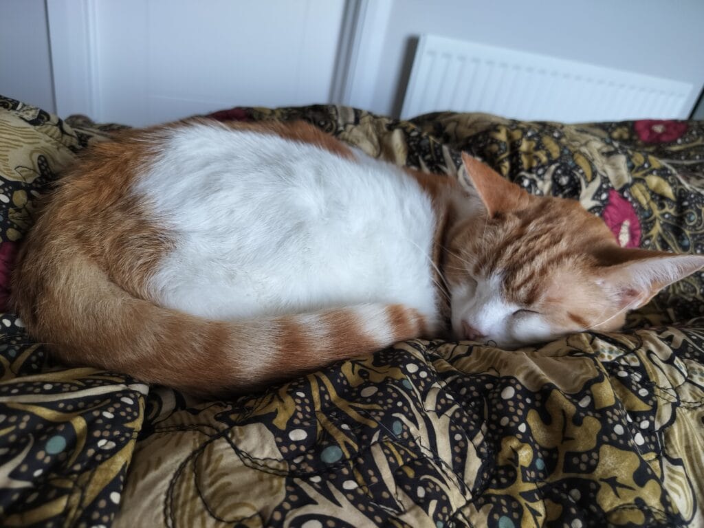 Ginger and white cat lounging on a teal sofa with a tabby cat nearby
