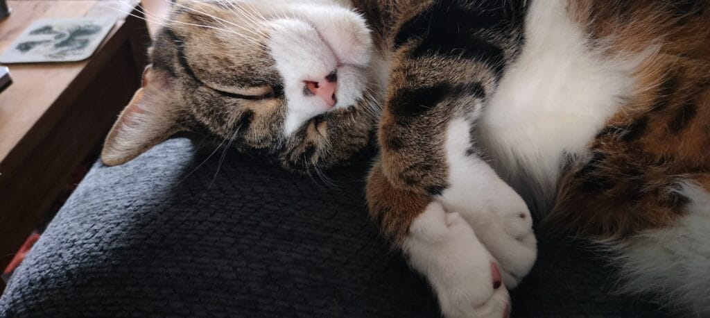 Two cats, one tabby and white, one ginger and white, lying together on grey fabric