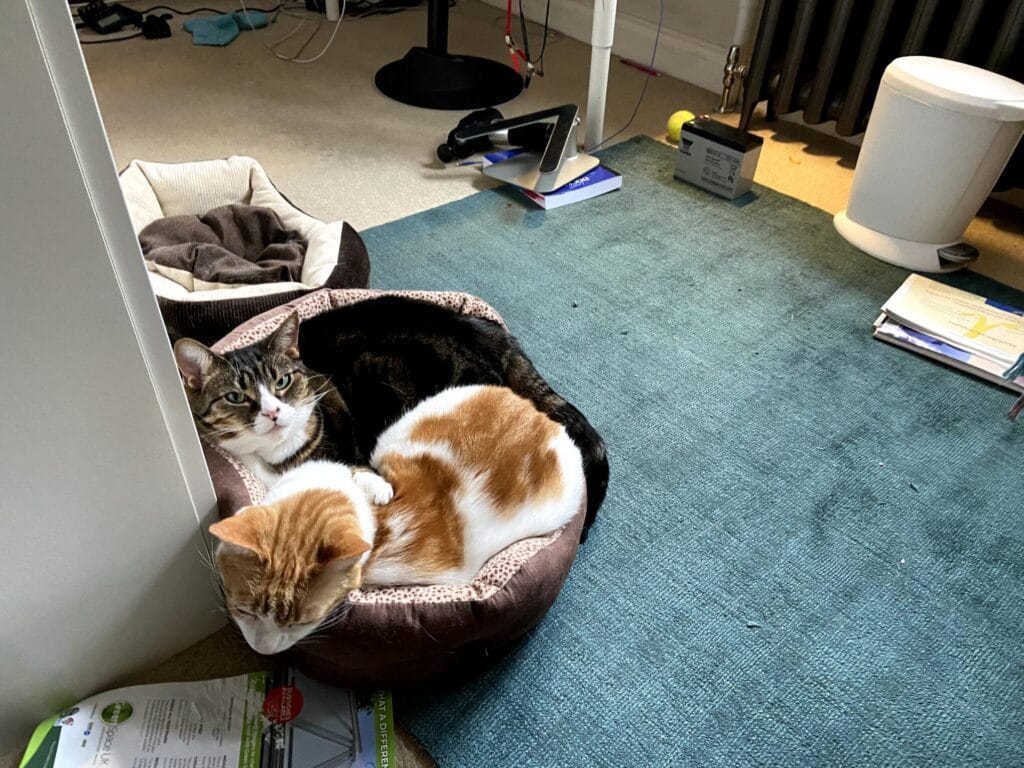 Two cats sleeping curled up together in a pet bed
