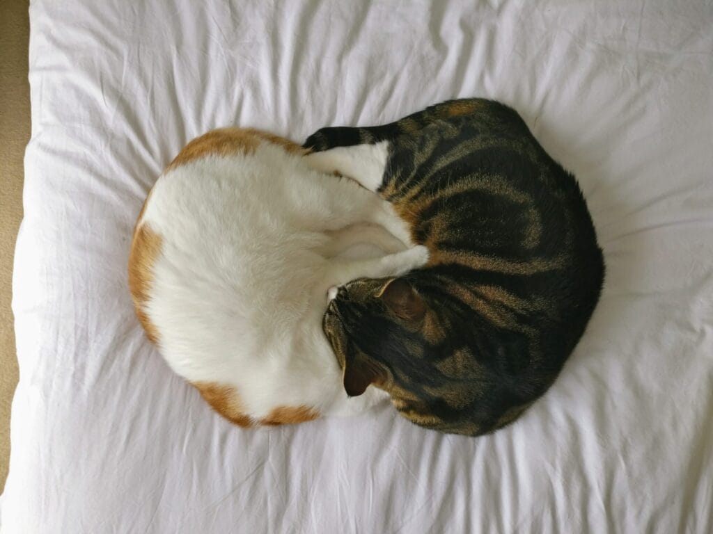 Two cats curled together on a white sheet