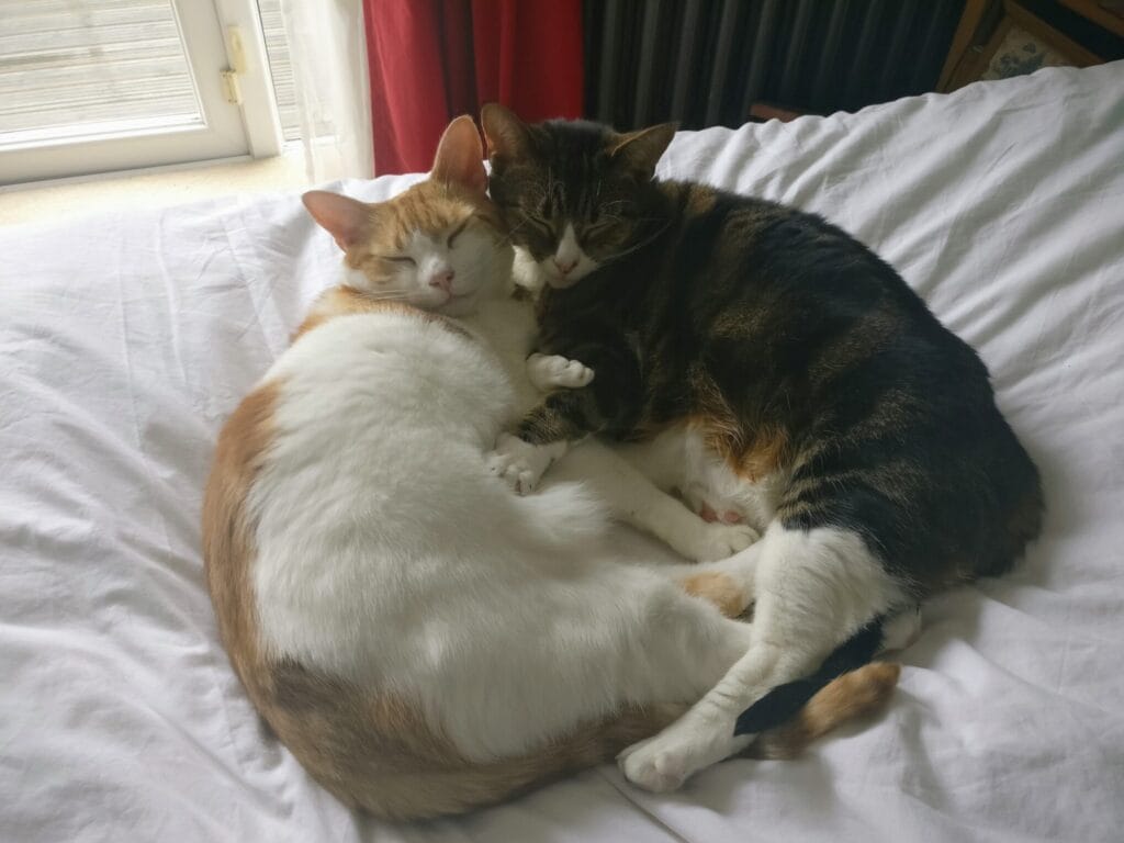 Two cats sleeping curled up together on a white bed