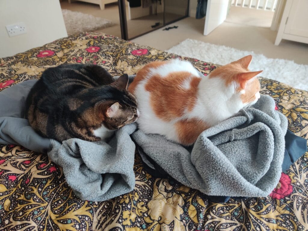 Two cats sleeping on a patterned blanket and grey blankets