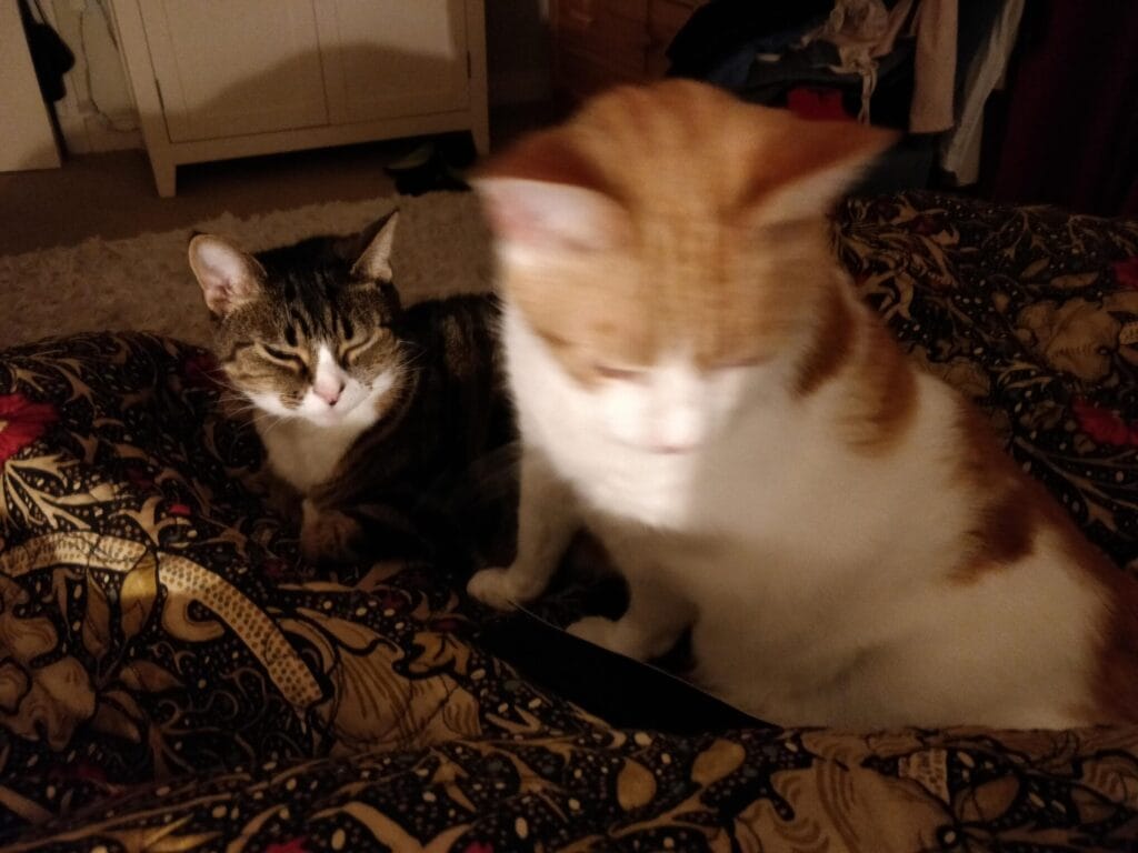 Two cats, one in focus, resting on a patterned blanket