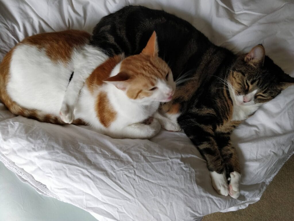 Two cats sleeping together on a white blanket