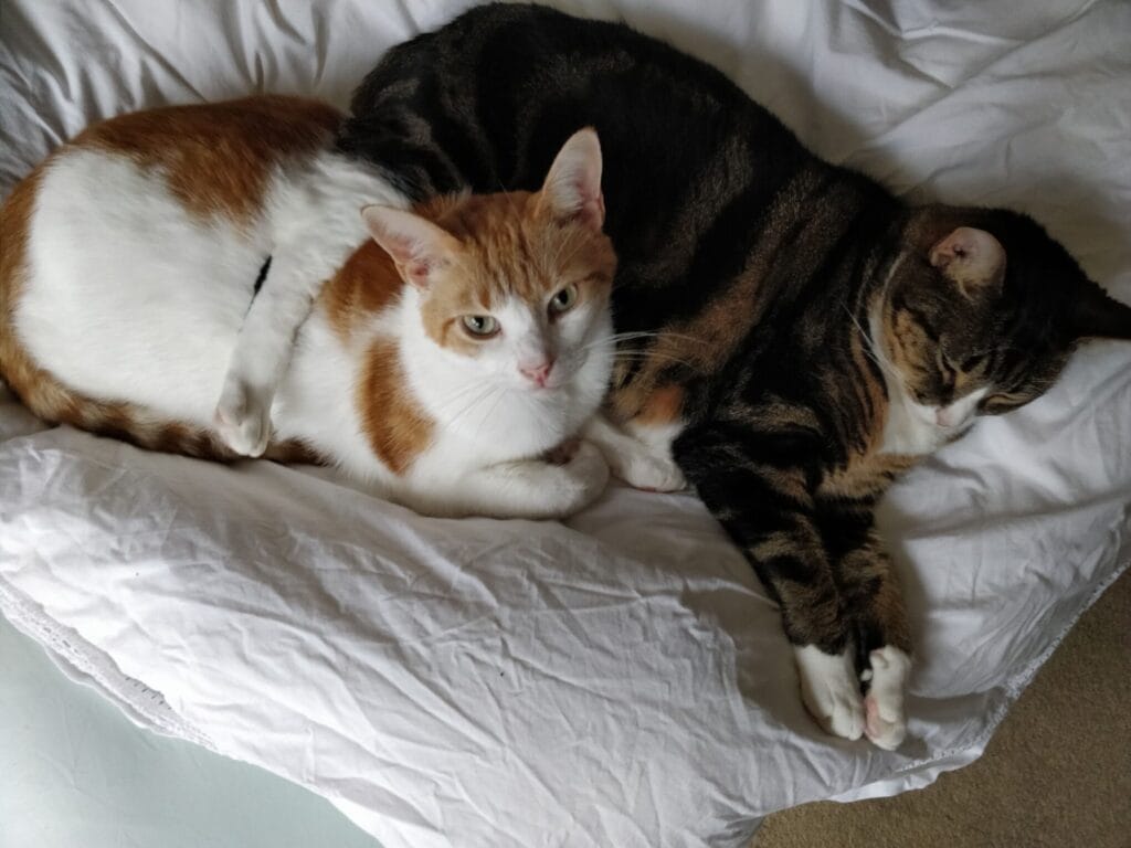 Two cats, one ginger and white, one tabby, sleeping on white sheets