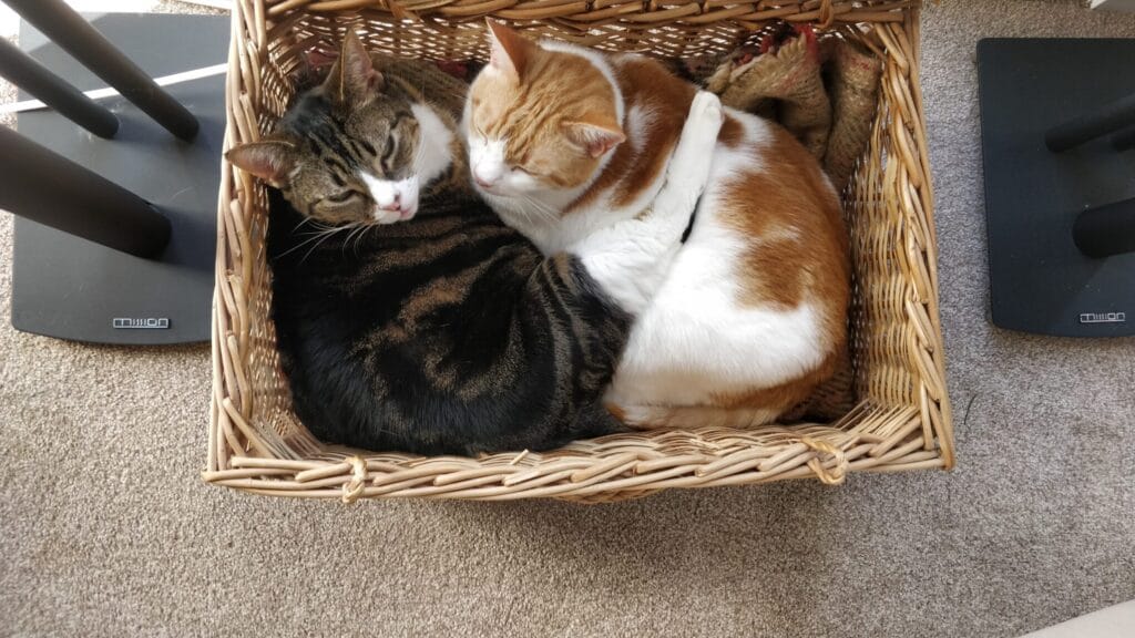 Two cats sleeping curled up together in a wicker basket