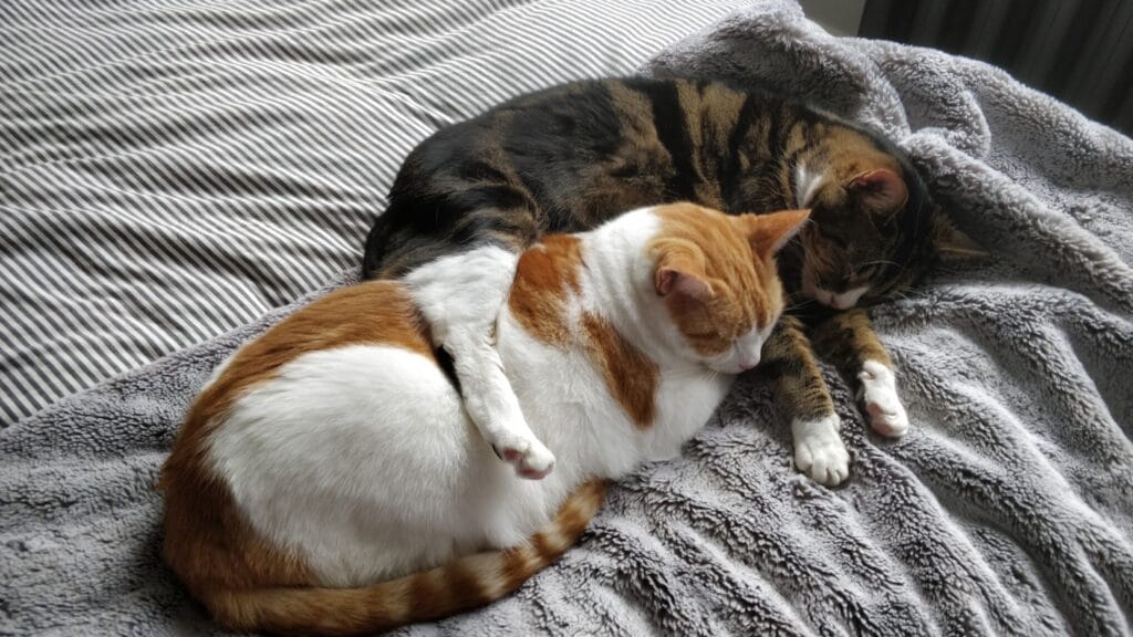 Two cats sleeping cuddled together on a blanket