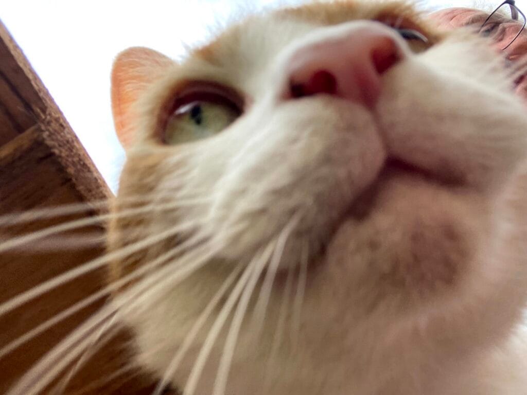 Nice blurry closeup of the ginger and white tabby tom George
