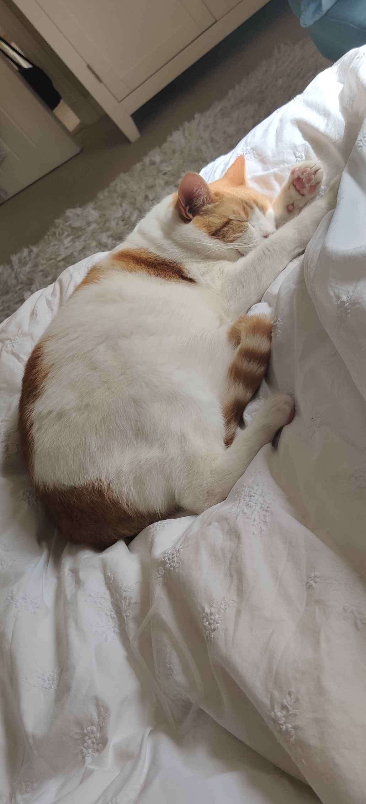 Ginger cat stretched out and relaxed on white bedding eyes closed