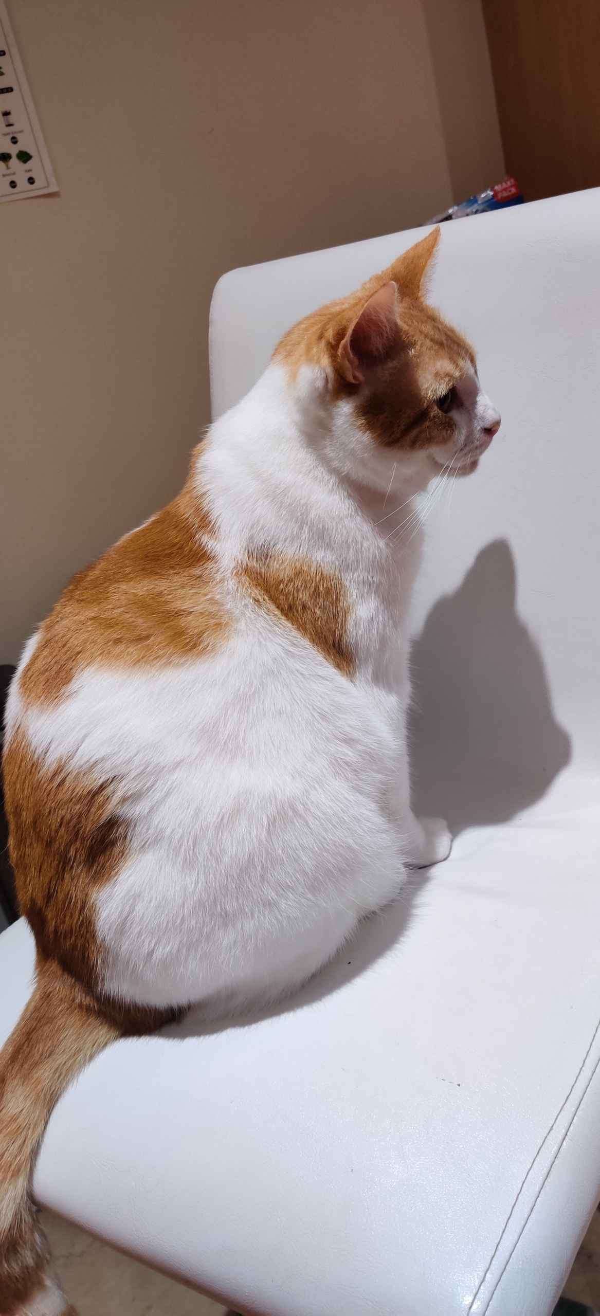 Tabby cat being petted on a lap beside a book