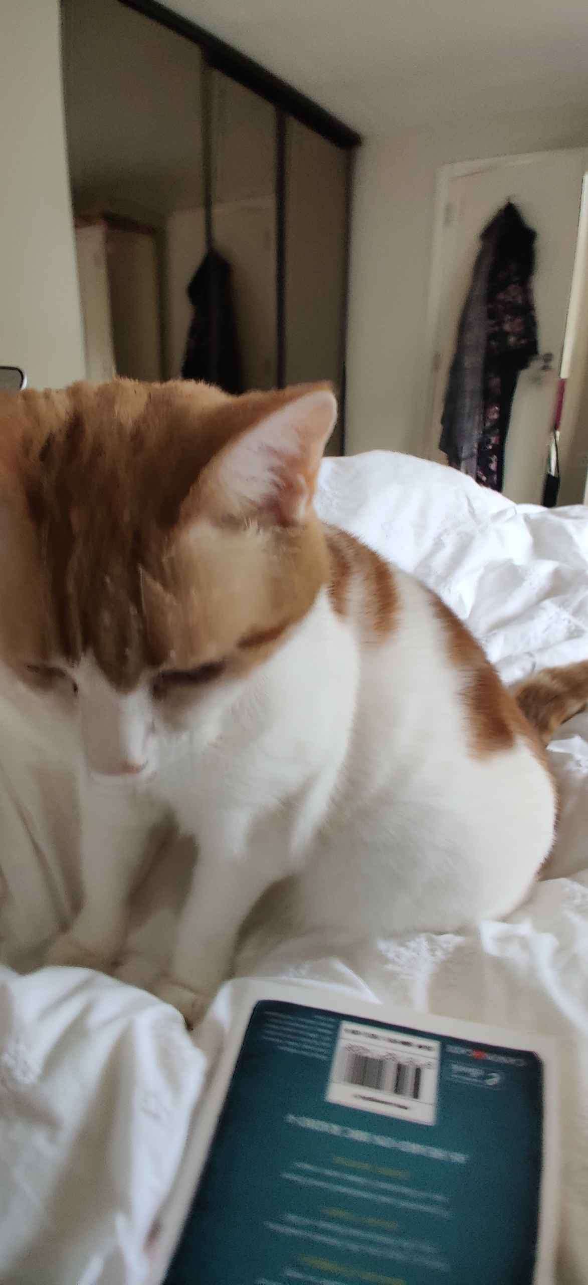Ginger and white cat sprawled on cream bedding gazing upward