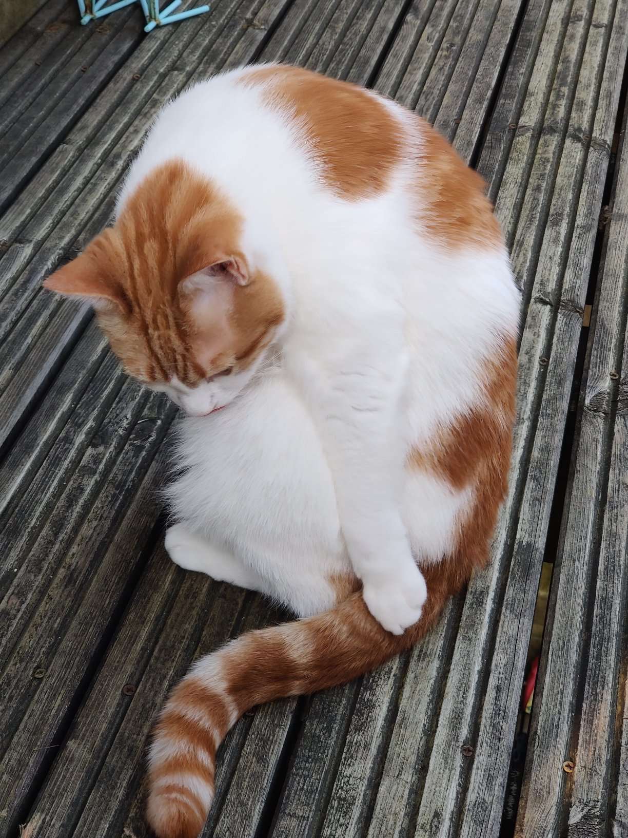Ginger and white cat grooming on weathered deck planks, head curled toward the chest, fine vertical mackerel stripes visible on the ginger cap and shoulder.