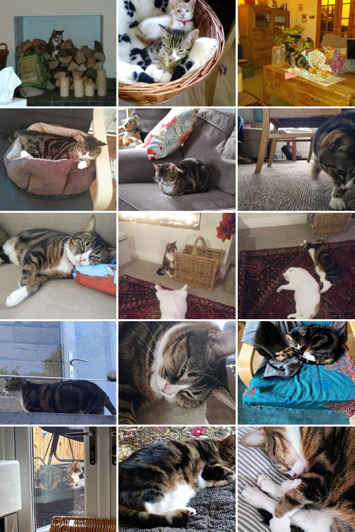 Sixteen photographs of the same brown tabby and white cat across the years — kitten in a basket, asleep on cushions, looking through doors, in the garden, on stairs.