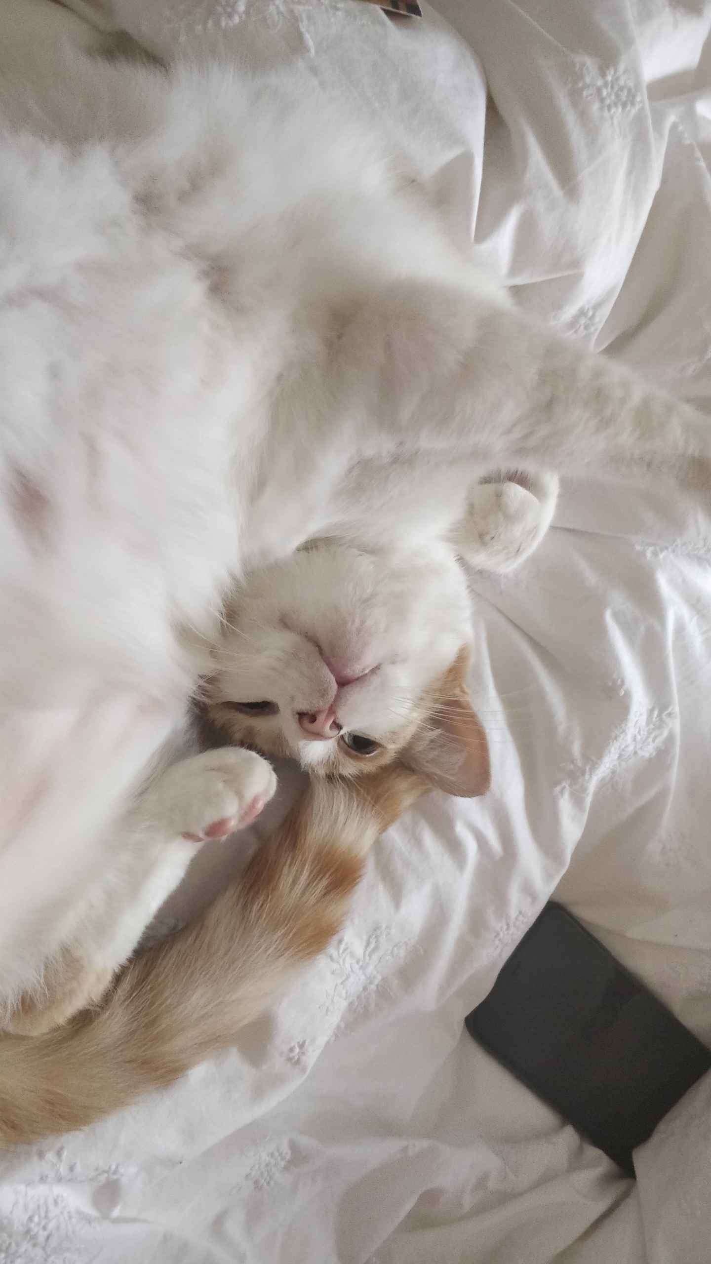 Ginger cat lying on white bedding looking up at the camera with paws stretched out