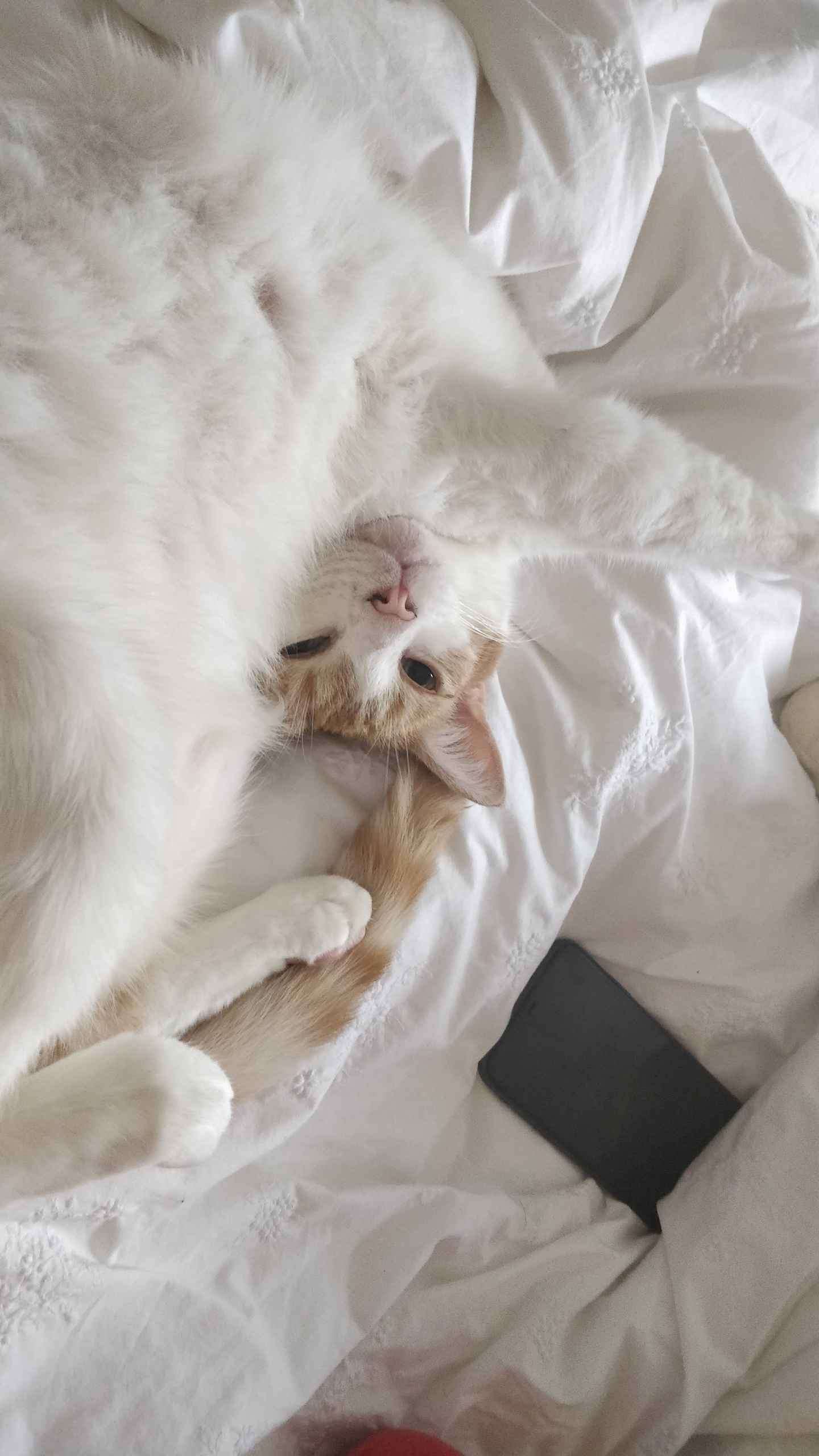 Ginger cat lying on white bedding looking up at the camera with paws stretched out