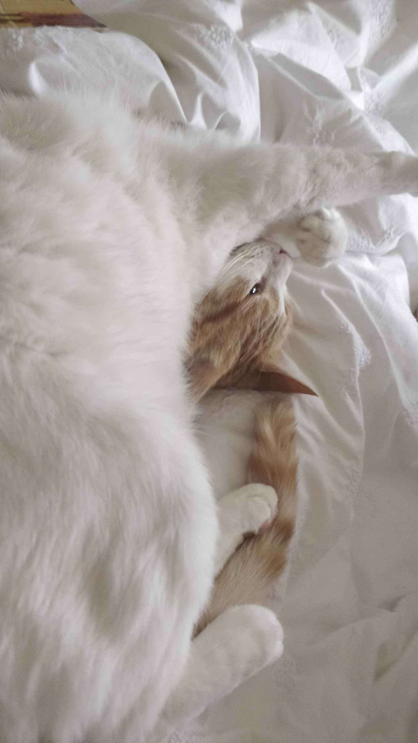 Ginger cat lying on white bedding looking up at the camera with paws stretched out
