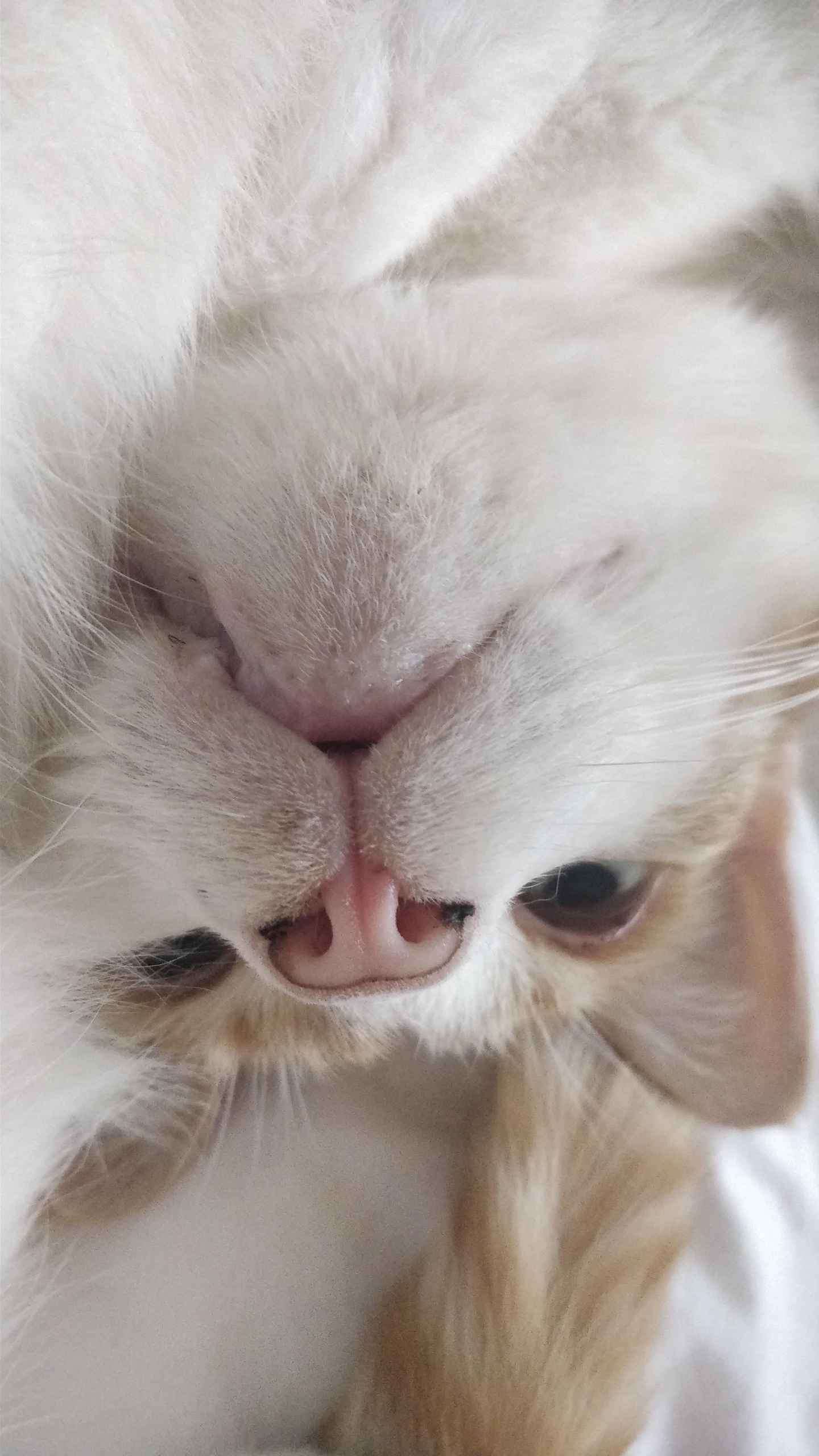 Ginger cat lying on white bedding looking up at the camera with paws stretched out