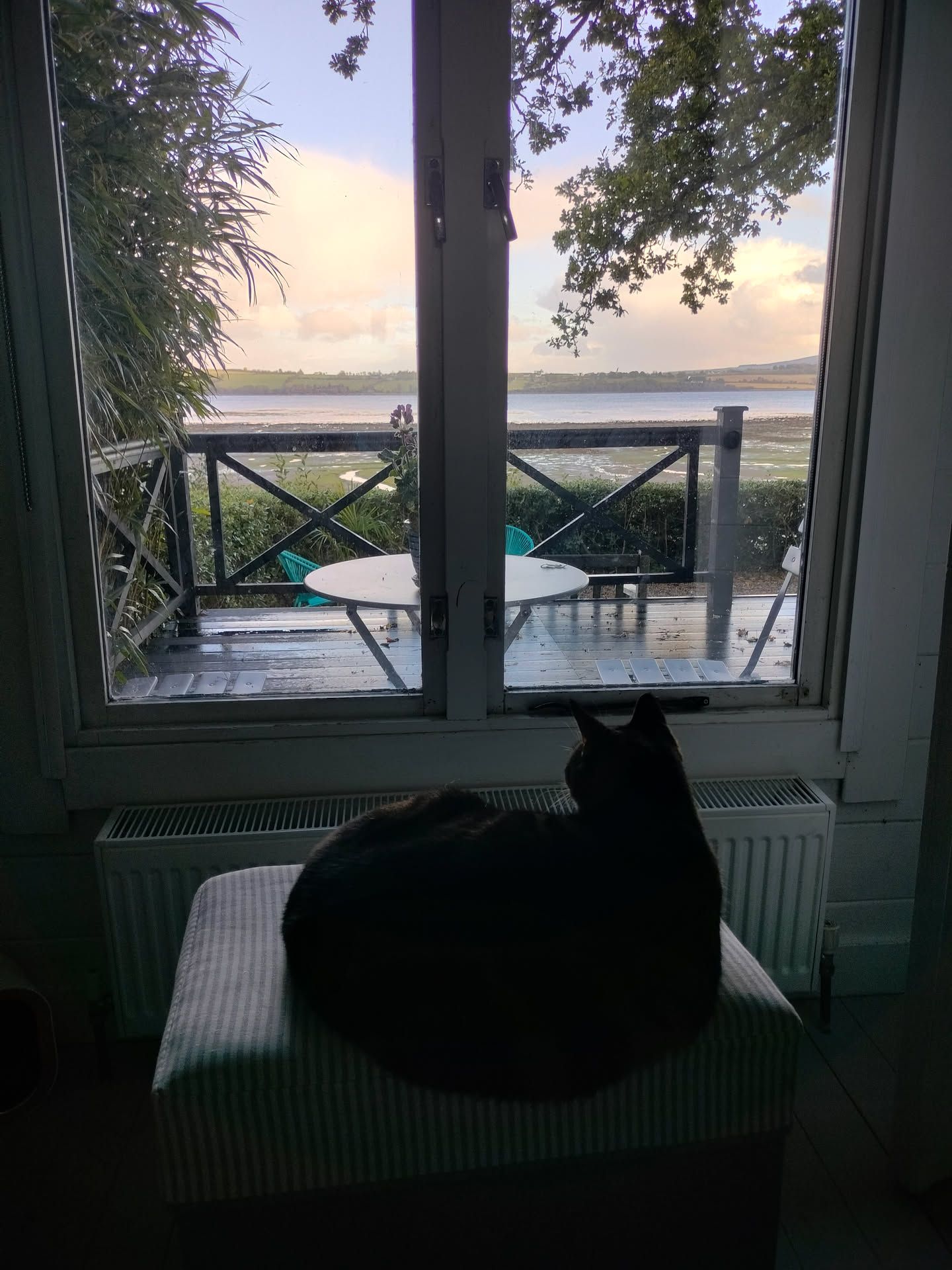 Dark cat