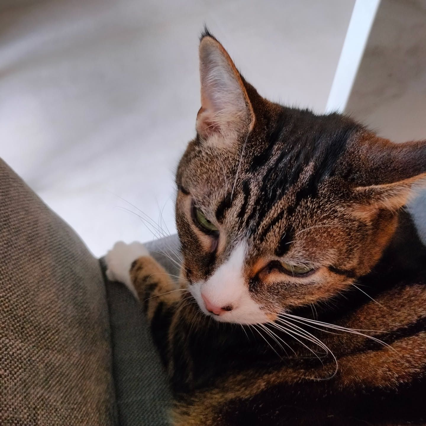 Dark cat