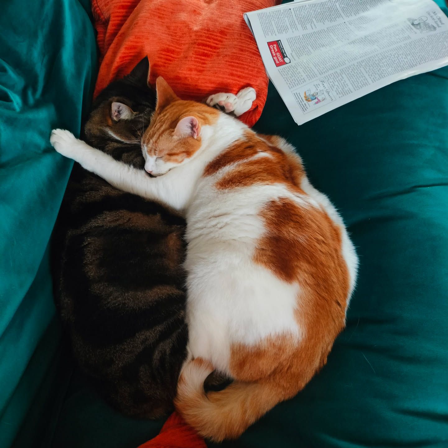 Ginger cat and dark cat together
