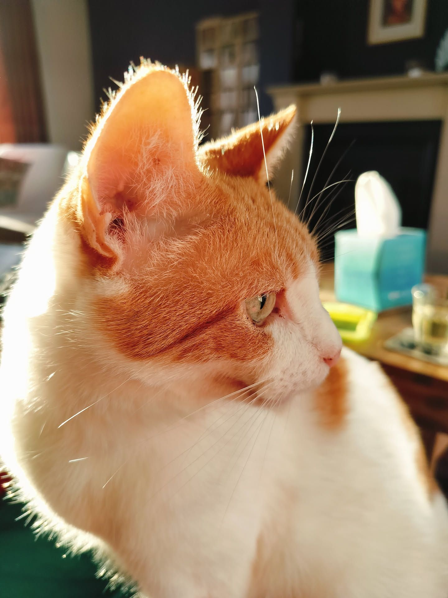 Ginger cat