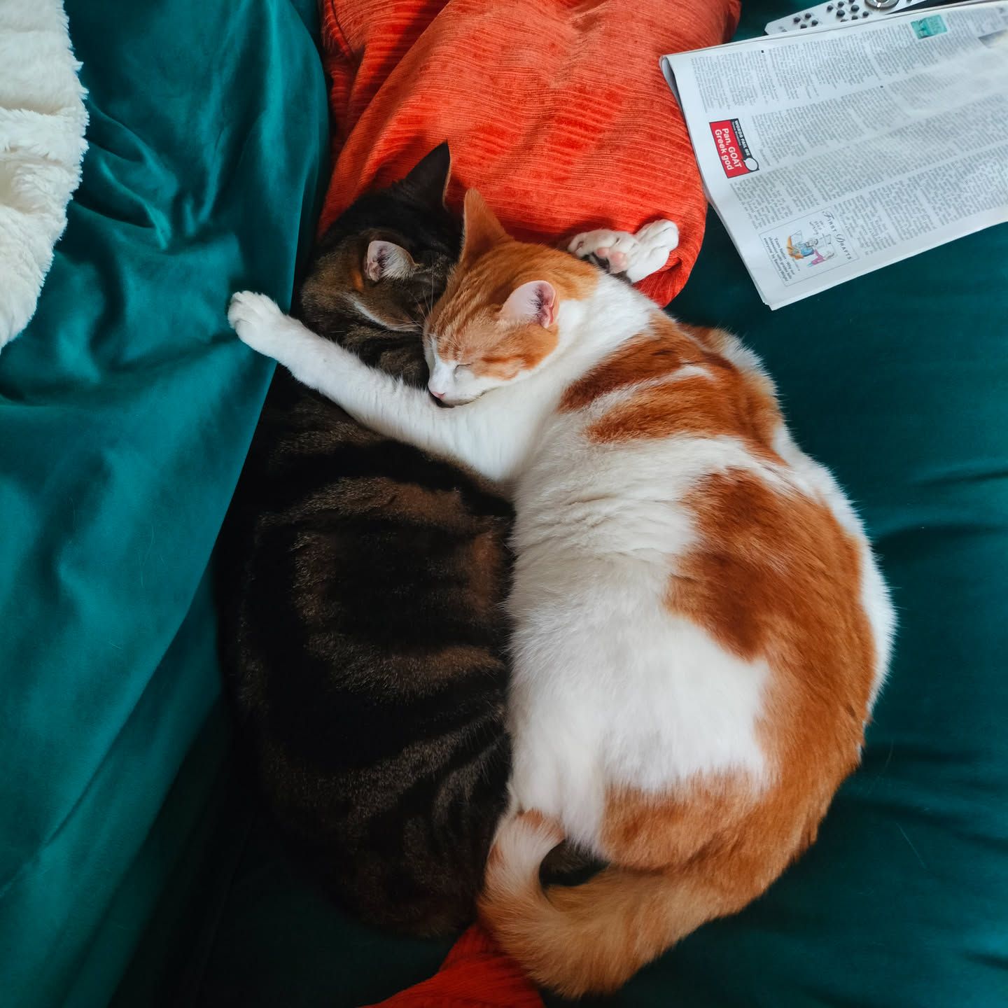 Ginger cat and dark cat together