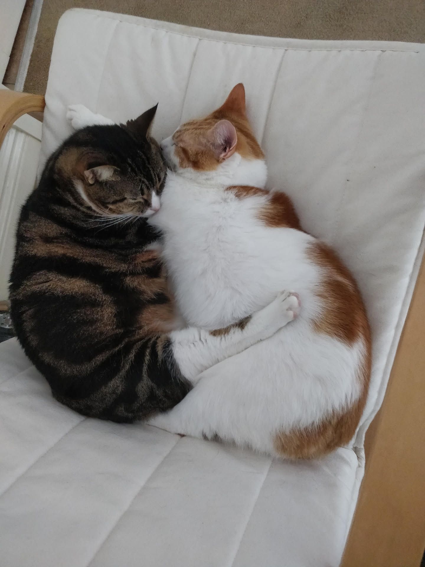 Ginger cat and dark cat together